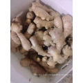 Qualified Fresh Ginger for EU 150g up in PVC Box